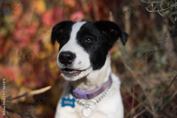 Fototapeta Black and white border collie puppy posing in the forest with soft focus background