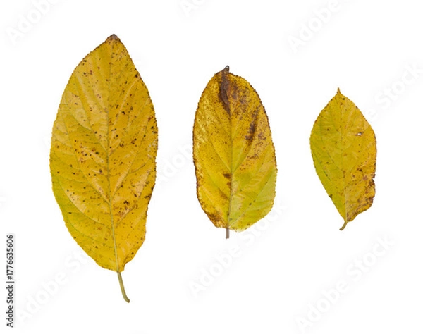 Fototapeta Three dry yellow-brown autumn leaves isolated on transparent