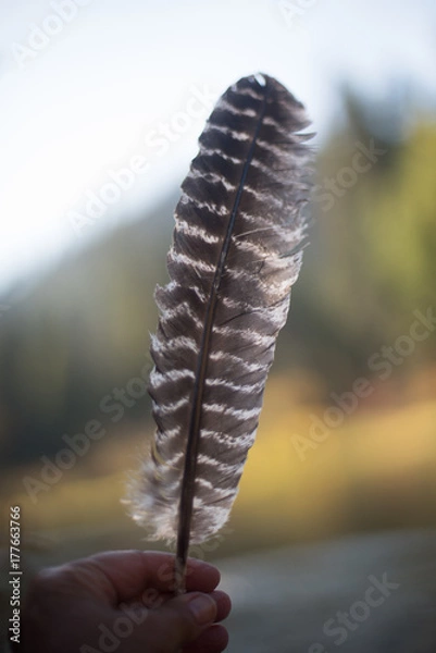Fototapeta Single striped hawk feather outdoors with soft focus background