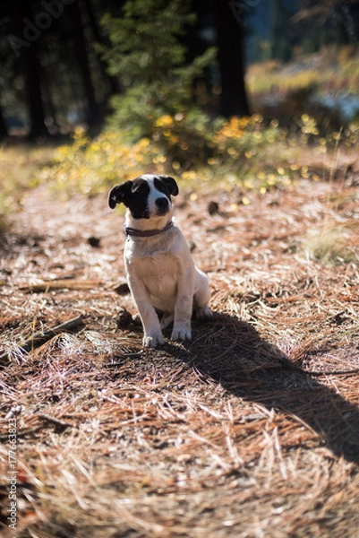 Fototapeta Black and white border collie puppy posing in the forest with soft focus background