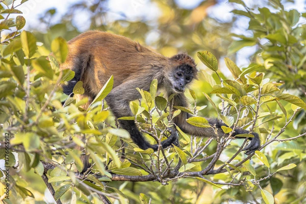 Fototapeta Geoffroys spider monkey hanging in tree