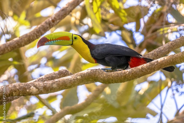 Fototapeta Keel billed toucan on branch in tree