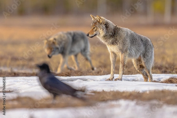 Fototapeta Two Eurasian Wolf looking with raven