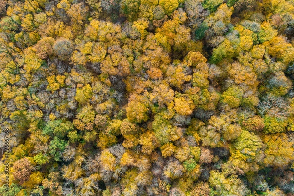 Obraz Une forêt en vue aérienne aux couleurs de l'automne