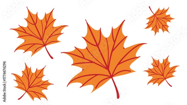 Fototapeta Autumn Maple Leaf Illustrations Grouped for Seasonal Fall Graphic Designs