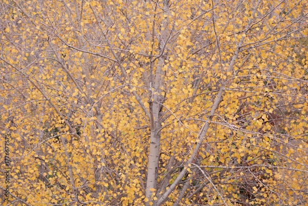 Obraz Autumn leaves and branches covering the entire frame