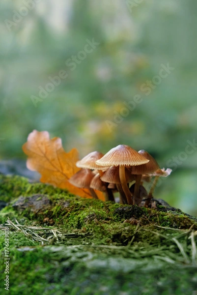 Fototapeta small mushrooms and fallen oak leaf in autumn forest close up. atmosphere fall season image with toadstools. Harvest, fungi hunting concept