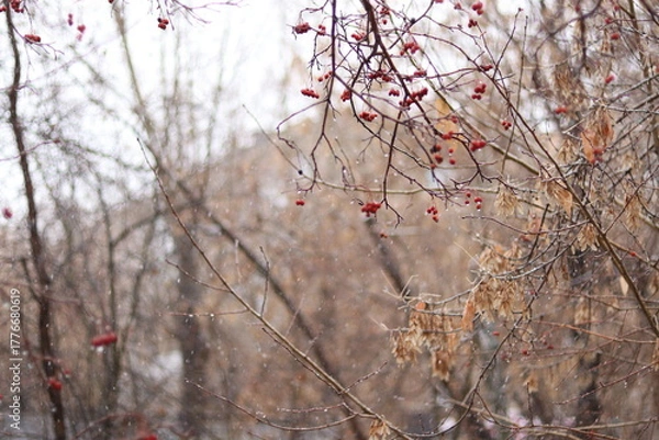 Obraz snow covered branches