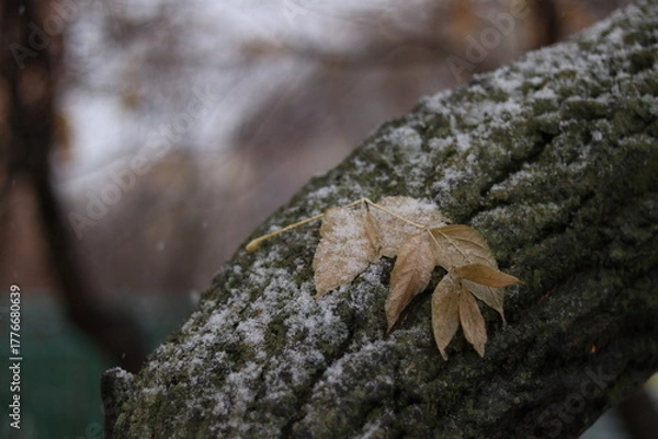 Obraz lizard on stone