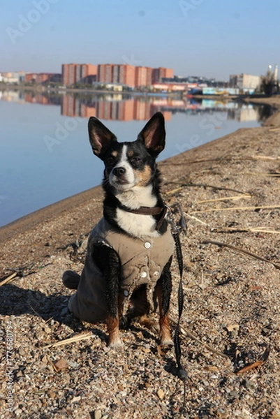 Obraz dog on the beach