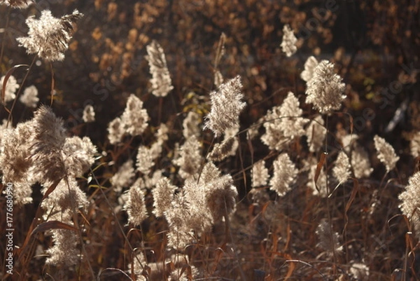 Obraz moss on a tree