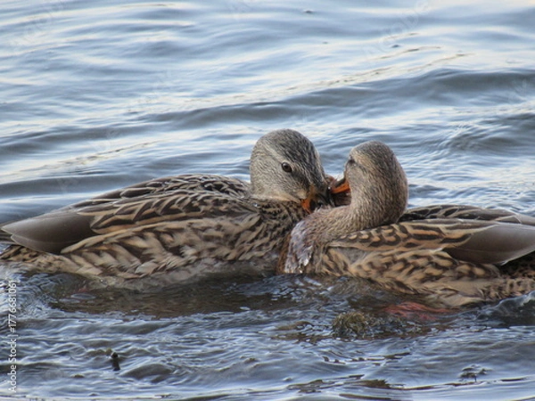 Obraz duck and ducklings