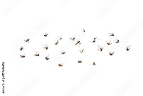 Obraz Dead mosquitoes on white background, Dangerous vehicle of zika virus, dengue virus, chikungunya, malaria and other infections.