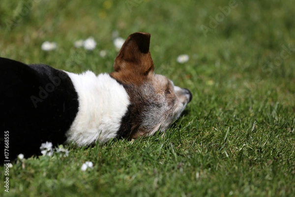 Obraz Cute dog listening
