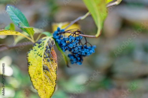 Fototapeta Close-Up of Blue Wild Berries on Branch with Autumn Leaves