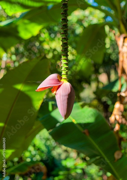Obraz Banana Flower Hanging from Tree in Tropical Garden