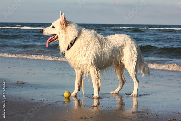 Obraz Dog playing at the beach