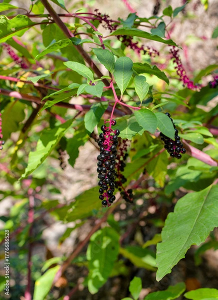 Fototapeta Cluster of Black Berries on Red Stems with Green Leaves in Sunlight