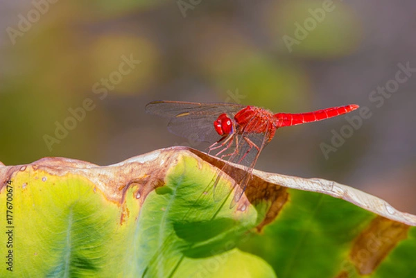 Obraz red dragonfly on a green leaf