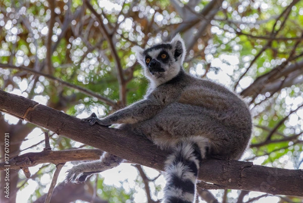 Fototapeta A ring-tailed lemur sits on a tree branch