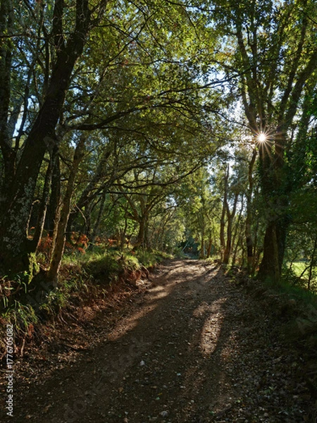 Fototapeta Chemin forestier