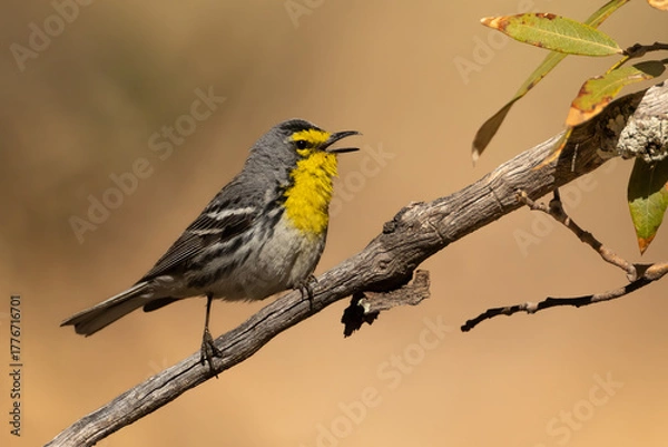 Fototapeta Grace's Warber