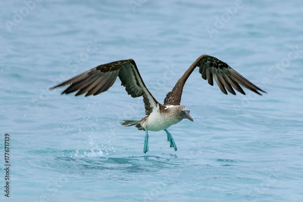 Fototapeta Blue-footed Booby