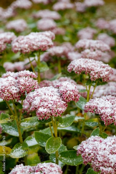 Obraz Первый снег на цветах