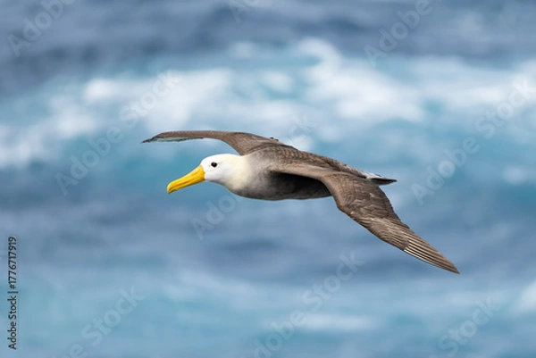 Obraz Waved Albatross in flight, taken in the Galapagos Islands, Ecuador  