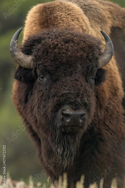 Fototapeta Bison