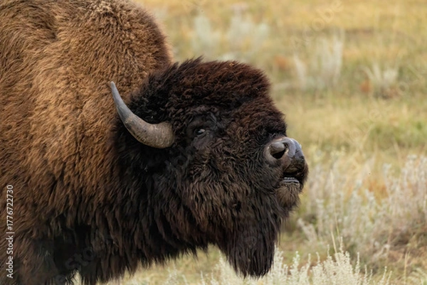 Fototapeta American Bison