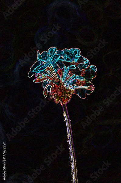 Obraz Abstract effect on geranium flowers