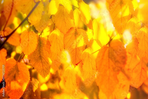 Fototapeta Beautiful autumn leaves on branches lit by sunlight, selective and soft focus on leaves