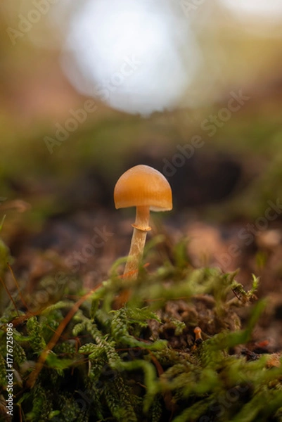 Obraz mushroom in the forest