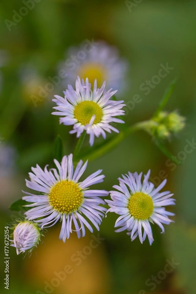 Obraz purple daisy flower