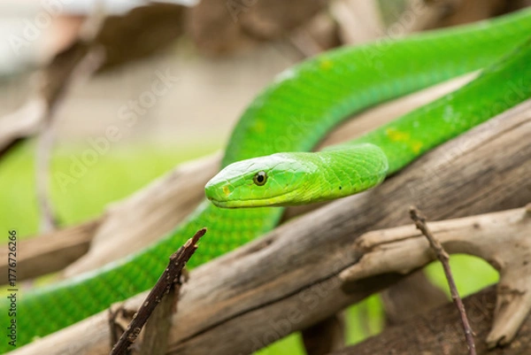 Fototapeta The beautiful Eastern Green Mamba (Dendroaspis angusticeps), an arboreal snake, posing on dead branches – Africa’s gorgeous but deadly venomous snake