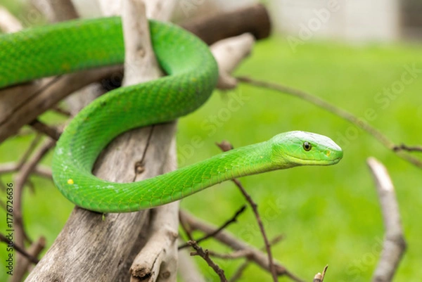 Obraz The beautiful Eastern Green Mamba (Dendroaspis angusticeps), an arboreal snake, posing on dead branches – Africa’s gorgeous but deadly venomous snake