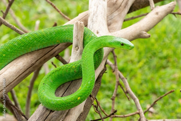 Fototapeta The beautiful Eastern Green Mamba (Dendroaspis angusticeps), an arboreal snake, posing on dead branches – Africa’s gorgeous but deadly venomous snake