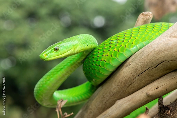 Fototapeta The beautiful Eastern Green Mamba (Dendroaspis angusticeps), an arboreal snake, posing on dead branches – Africa’s gorgeous but deadly venomous snake