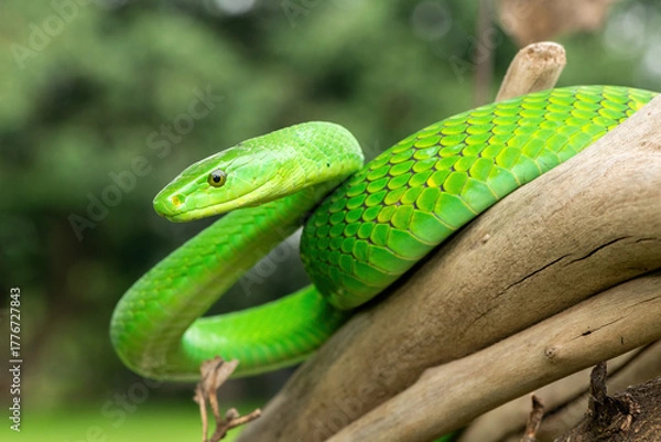 Obraz The beautiful Eastern Green Mamba (Dendroaspis angusticeps), an arboreal snake, posing on dead branches – Africa’s gorgeous but deadly venomous snake