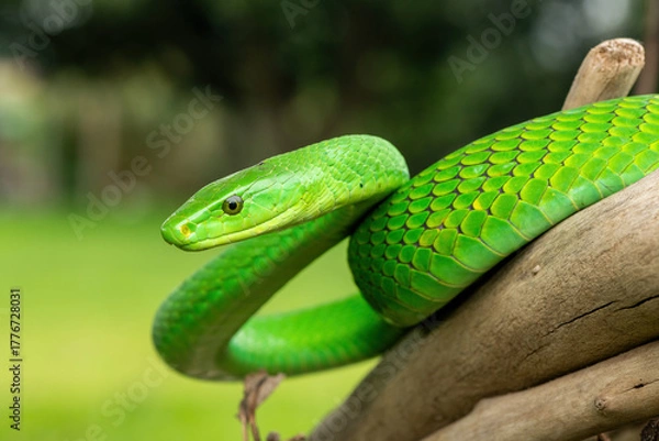 Fototapeta The beautiful Eastern Green Mamba (Dendroaspis angusticeps), an arboreal snake, posing on dead branches – Africa’s gorgeous but deadly venomous snake