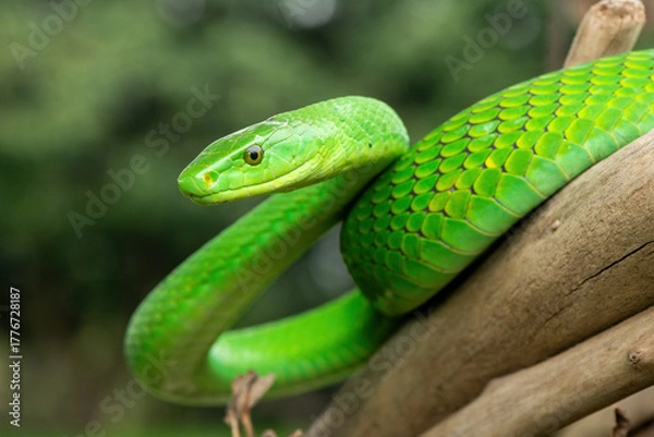 Fototapeta The beautiful Eastern Green Mamba (Dendroaspis angusticeps), an arboreal snake, posing on dead branches – Africa’s gorgeous but deadly venomous snake