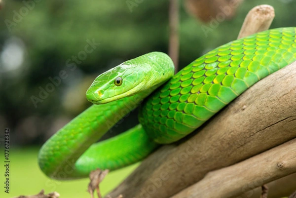 Fototapeta The beautiful Eastern Green Mamba (Dendroaspis angusticeps), an arboreal snake, posing on dead branches – Africa’s gorgeous but deadly venomous snake