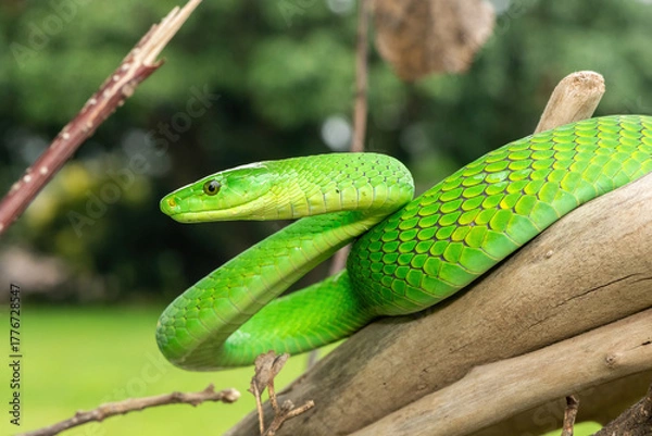 Obraz The beautiful Eastern Green Mamba (Dendroaspis angusticeps), an arboreal snake, posing on dead branches – Africa’s gorgeous but deadly venomous snake