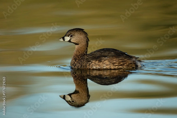 Fototapeta Pied-billed Grebe