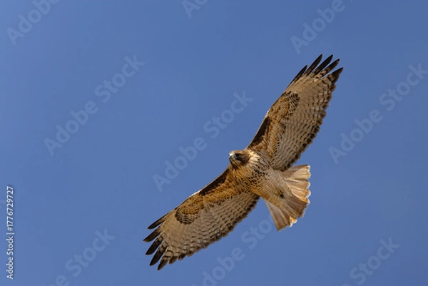 Fototapeta Red-tailed Hawk