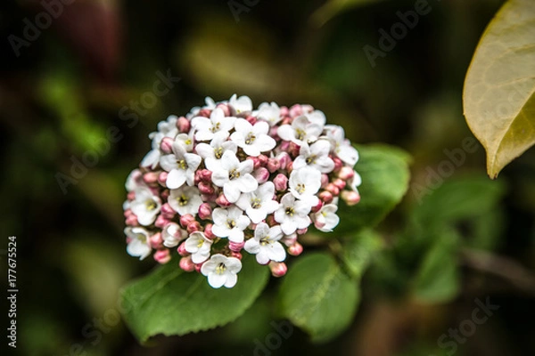 Fototapeta view on a blossom - VIBURNUM CARLESII 