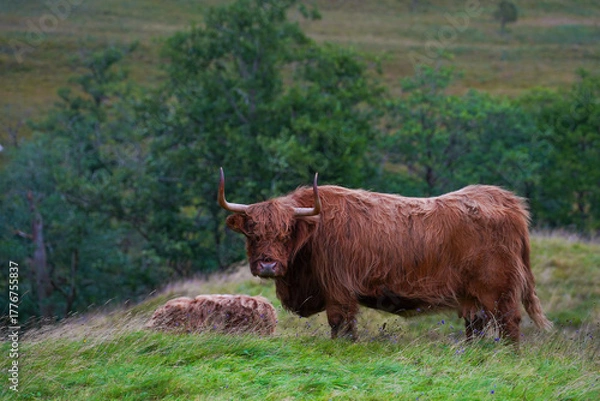 Obraz A brown highland cow in Glen Nevis in Scotland 
