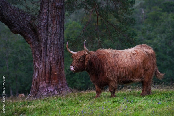 Obraz A brown highland cow in Glen Nevis in Scotland 