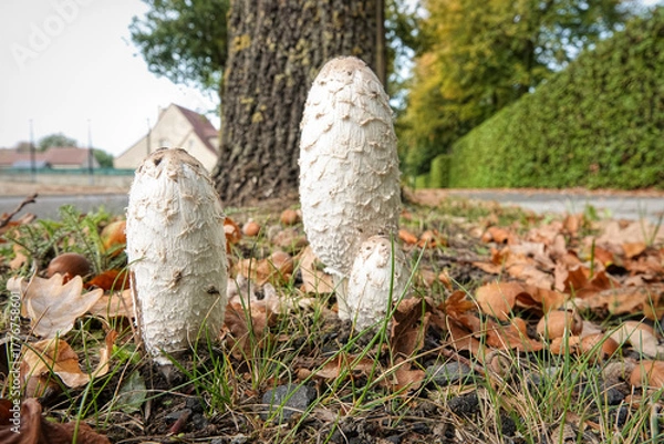 Fototapeta Shaggy ink cap mushrooms growing near a tree trunk, surrounded by autumn leaves and grass on a sunny day.